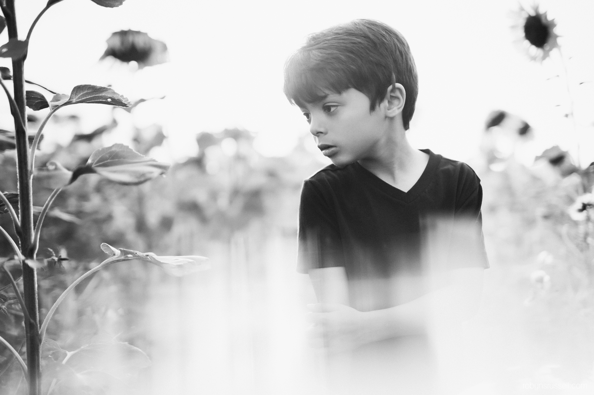 prism photo boy in sunflowers